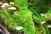 世界田径训练营科研成果转化企业孵化名单公布，世界田径项目